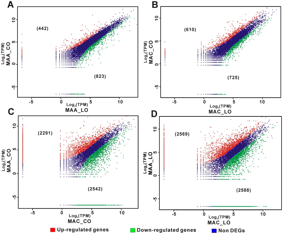 Differential gene expression by <i>M. anisopliae</i> (MAA) and <i>M. acridum</i> (MAC) on locust (LO) and cockroach (CO) hind wings.