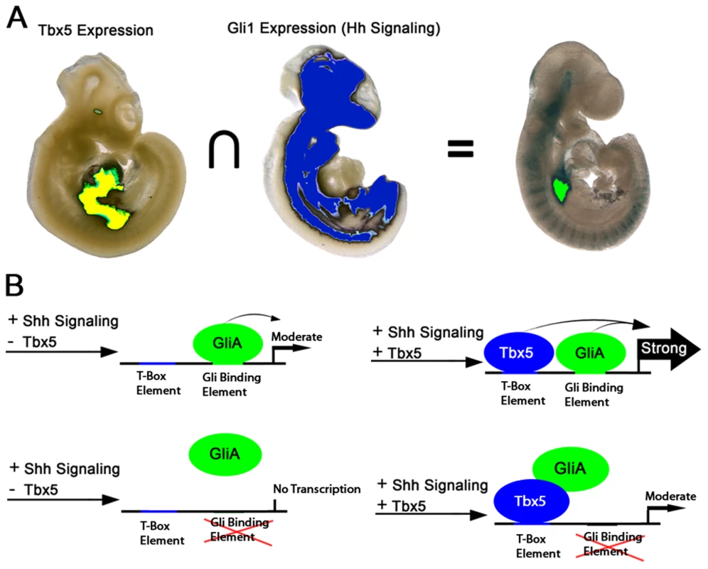 Model for Hedgehog/Tbx5 interaction.