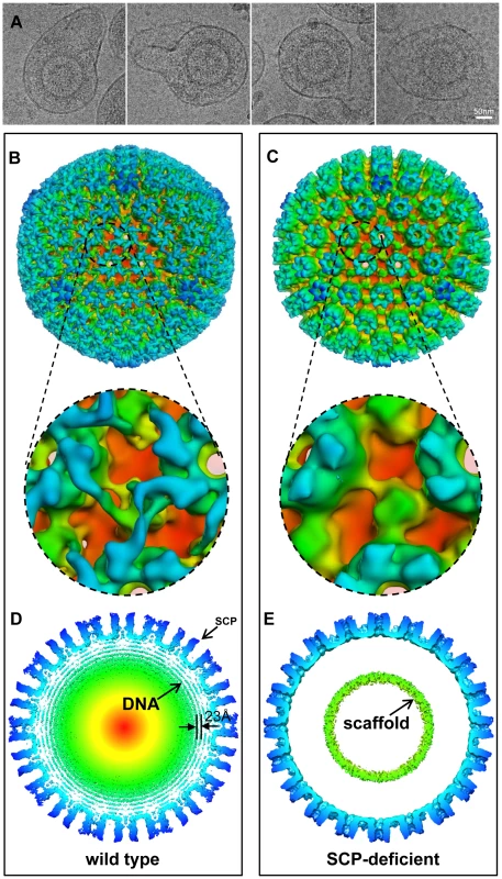 Confirmation of the role of SCP by structural comparison of SCP-deficient and wild-type viral particles.