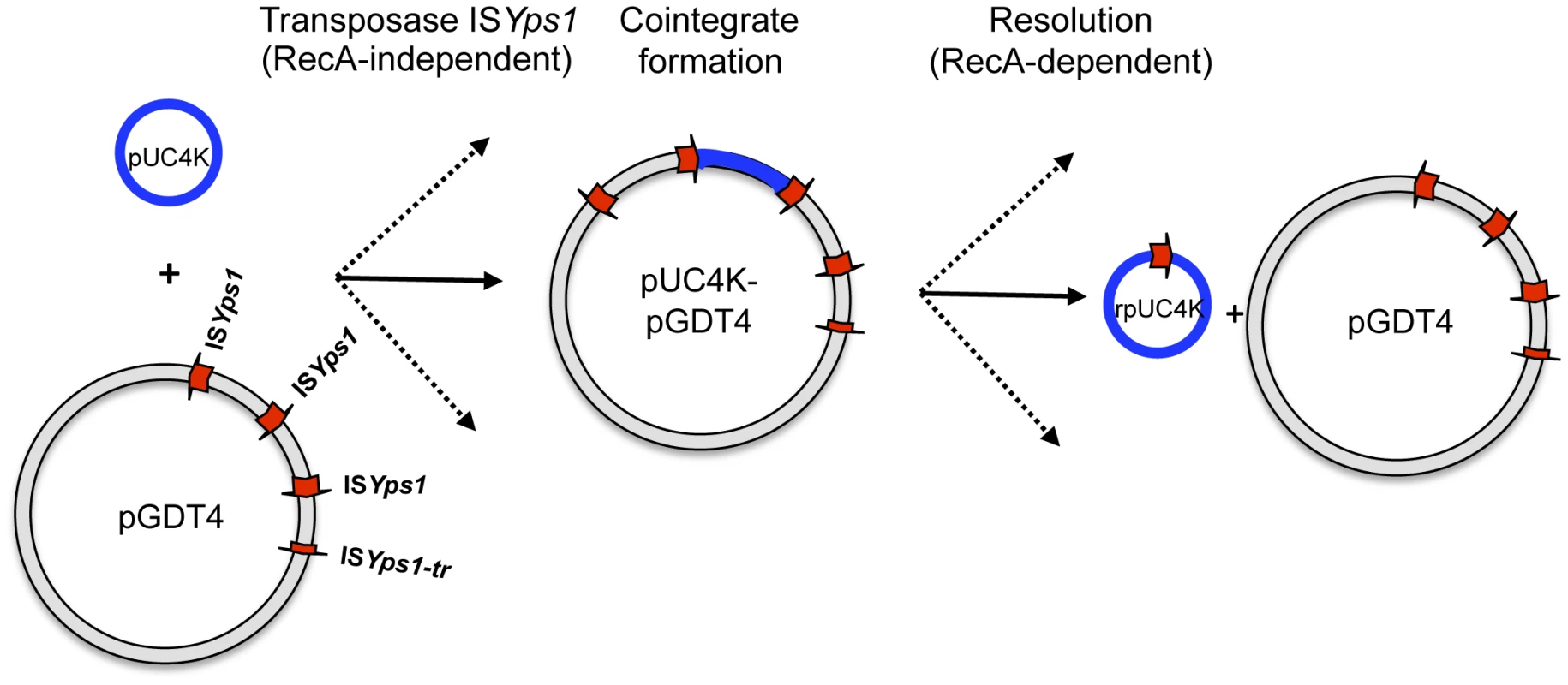 Model proposed for pUC4K mobilization based on the transposition mechanism of the IS<i>6</i> family.