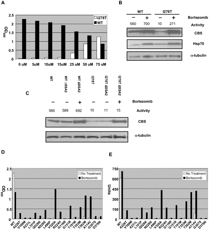 Functional rescue of mutant human CBS expressed in <i>S. cerevisiae</i> by bortezomib treatment.