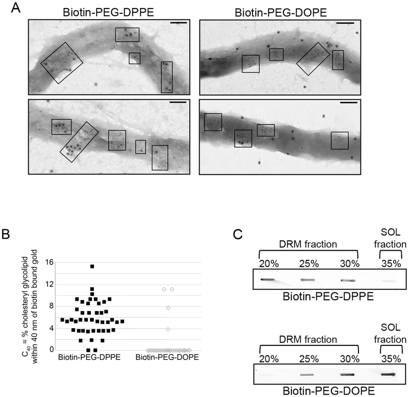Only lipids associating with ordered domains colocalize with <i>B.</i> <i>burgdorferi</i> sterol glycolipid domains.