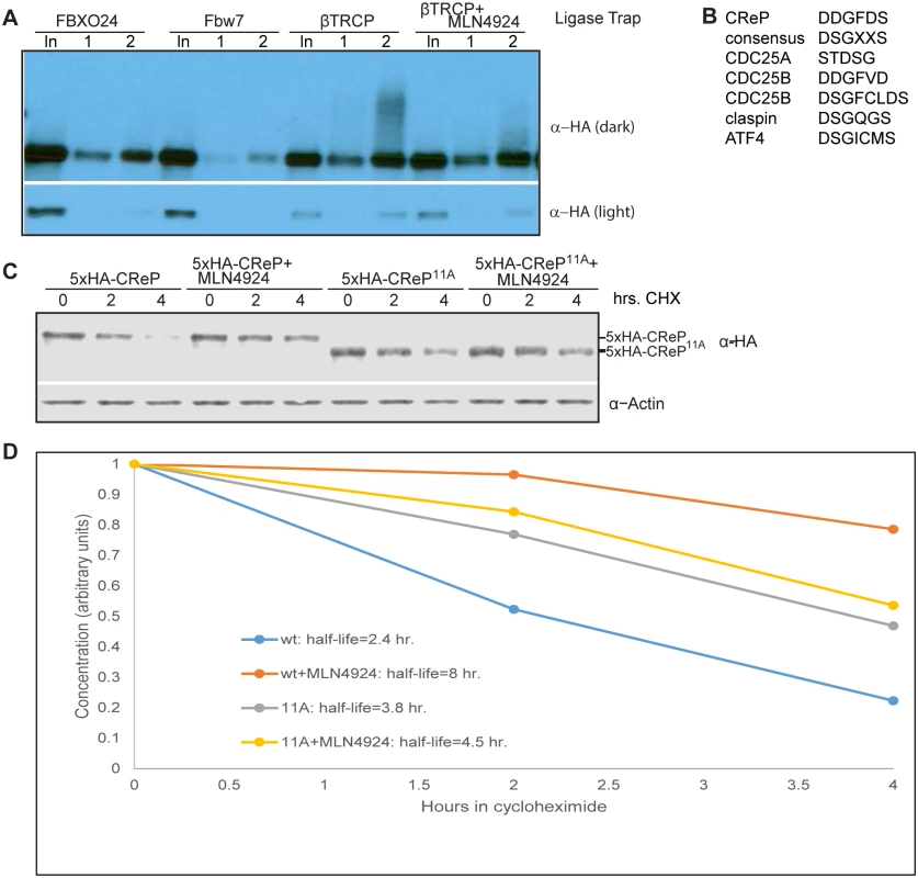 CReP ubiquitination is dependent on CRLs and turnover is regulated by a βTRCP consensus degron.