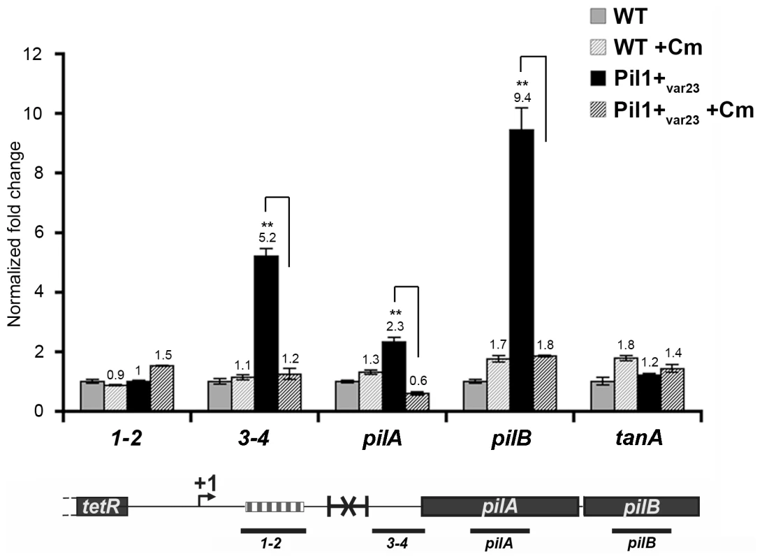 Uncoupling transcription and translation in the <i>pil1</i> operon.