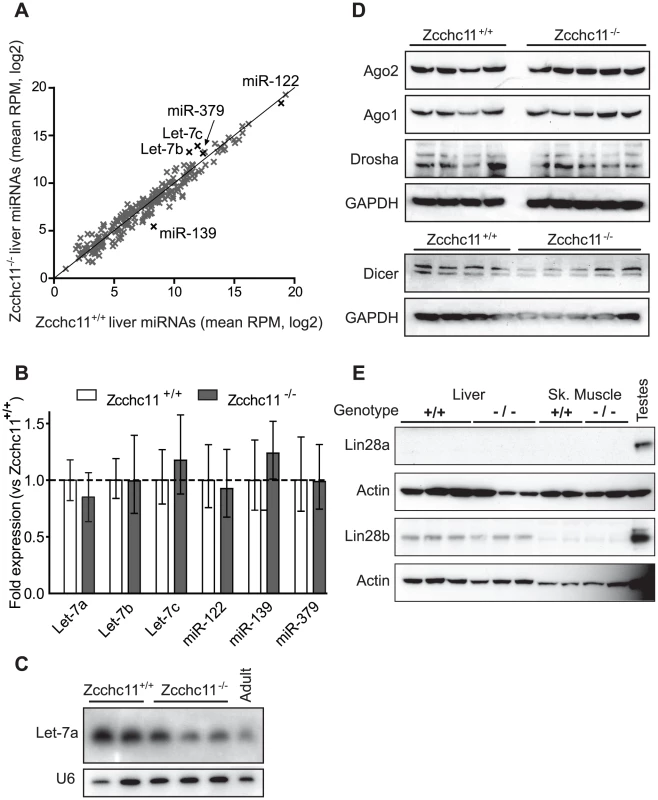 Zcchc11 deficiency does not affect quantities of mature miRNAs or miRNA–related proteins in the liver.