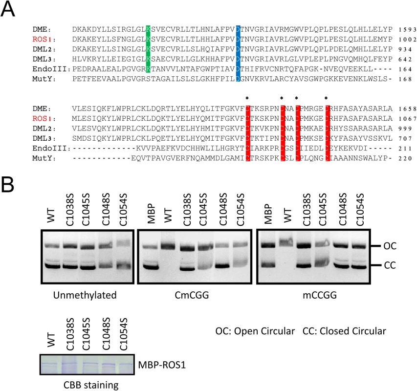The iron-sulfur-binding motif is required for ROS1 enzymatic activity.