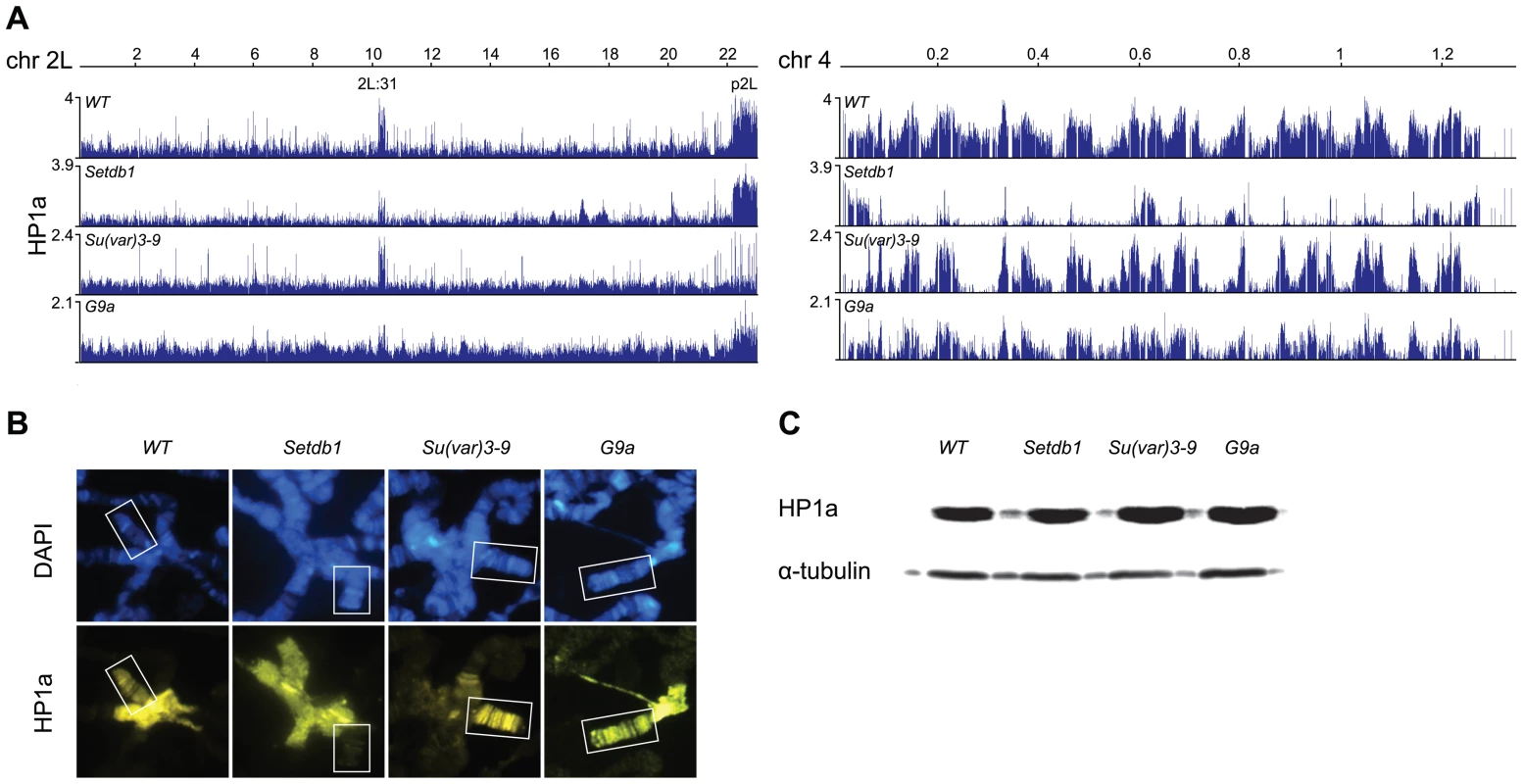 HP1a profiles in HKMT mutants.