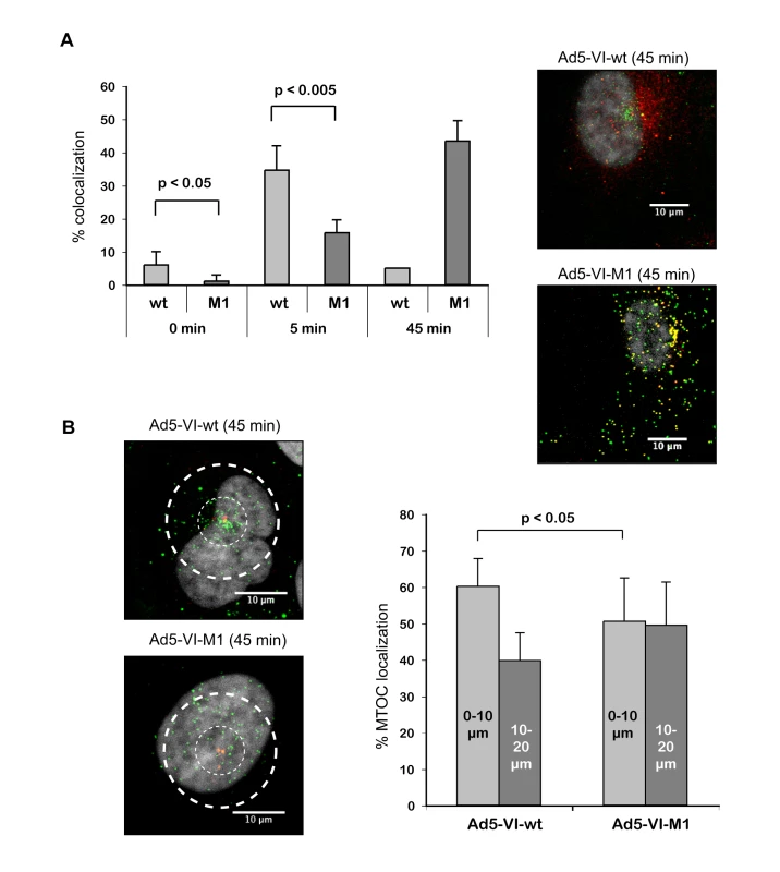 Adenovirus with altered PPxY motif lacks efficient protein VI release and shows reduced MTOC accumulation.