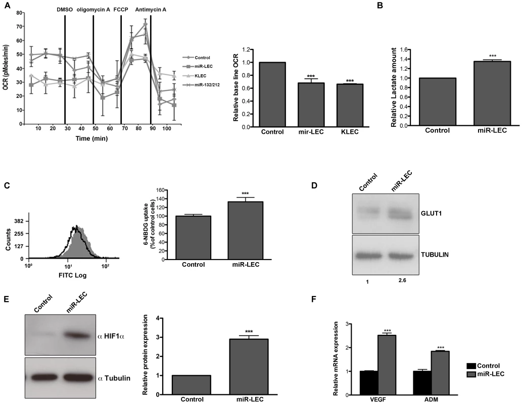 KSHV miRNA cluster induces aerobic glycolysis and stabilizes HIF 1 alpha.