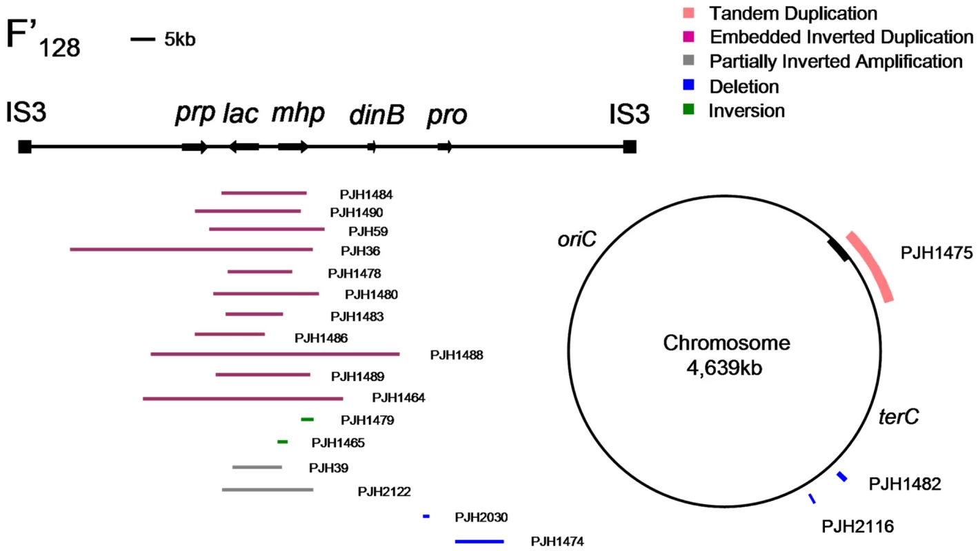Distribution of structural changes in <i>E. coli</i> genome.