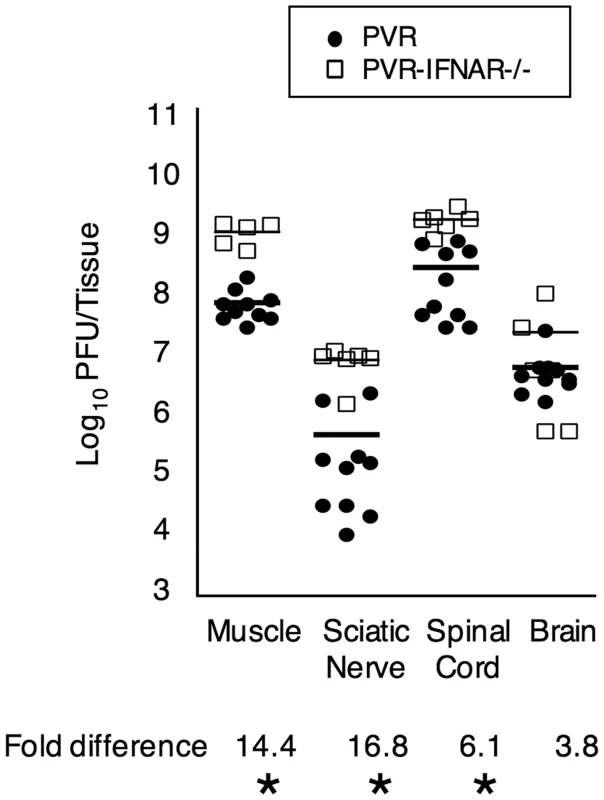 Viral titers from intramuscularly inoculated PVR and PVR-IFNAR<sup>−/−</sup> mice.