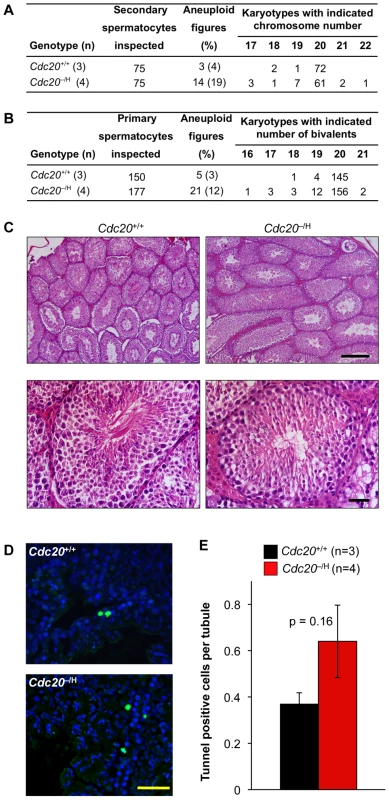 Spermatogenesis is aneuploidy prone at low Cdc20 levels.