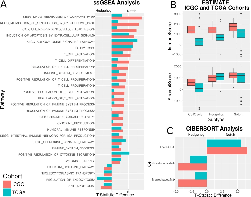 Subtypes show different immune activity.