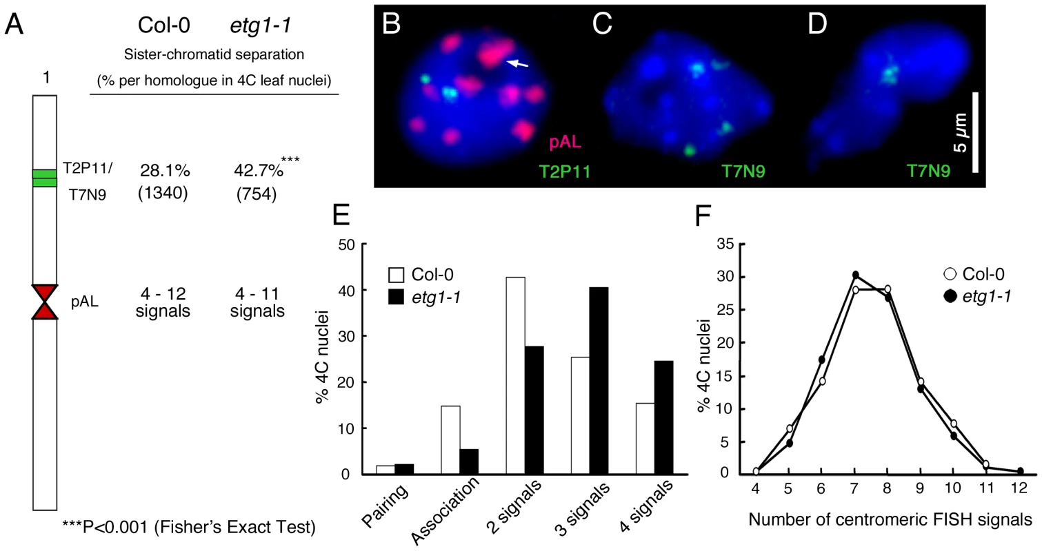 Requirement of ETG1 for establishment of sister chromatid arm cohesion.