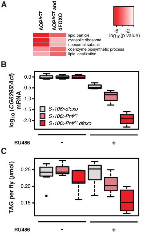 <i>dfoxo</i> and <i>Pnt</i> act synergistically on lipid metabolism.