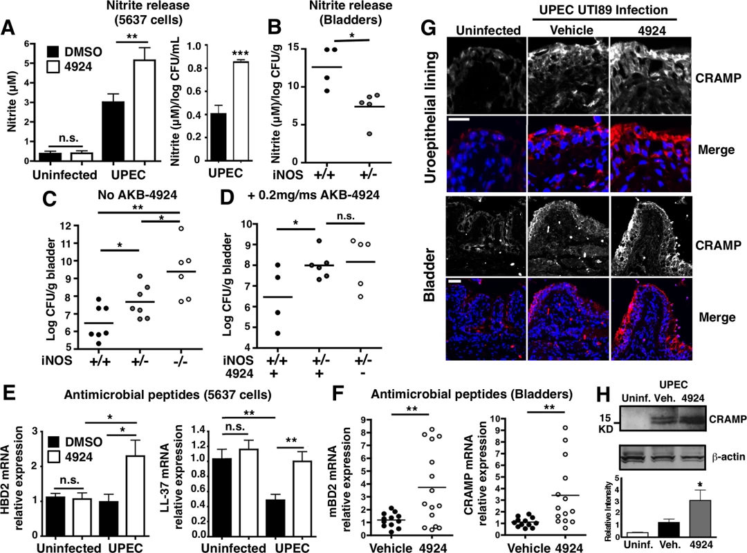 AKB-4924 pretreatment enhances production of nitric oxide and host defense peptides during UPEC infection.
