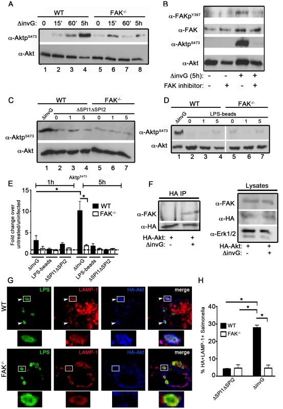 Akt activation in response to <i>Salmonella</i> requires FAK.