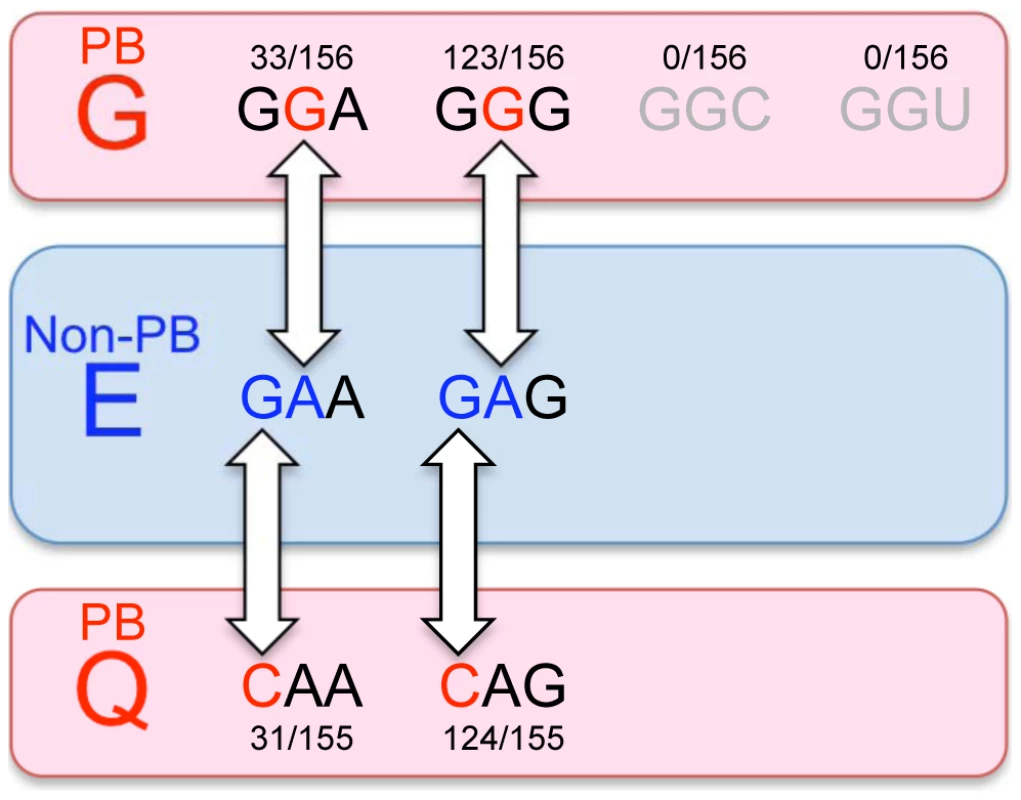 The evolution of EV71-PB and EV71-non-PB