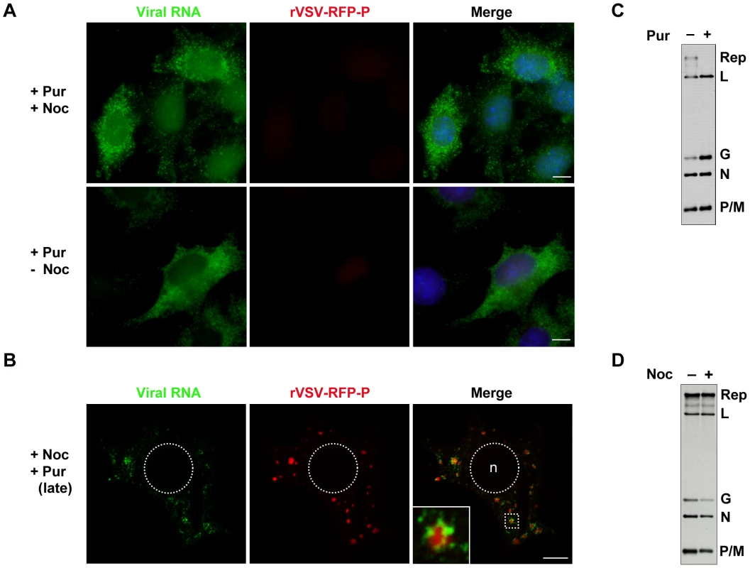Viral protein synthesis is required to establish inclusions that are sites of RNA synthesis.