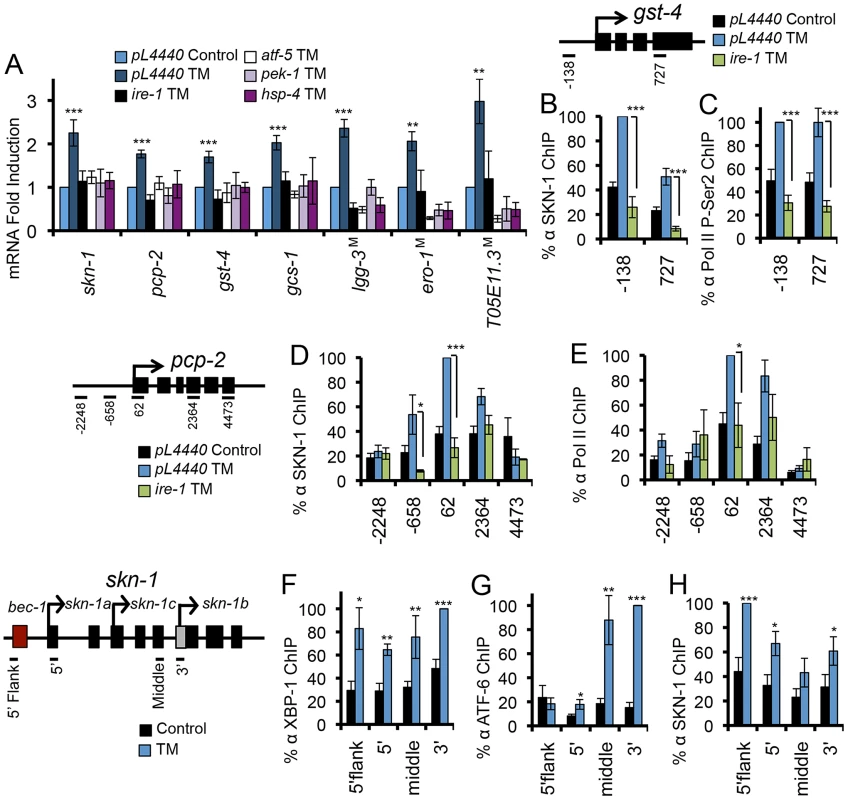 UPR factors required for ER stress-induced SKN-1 activation.