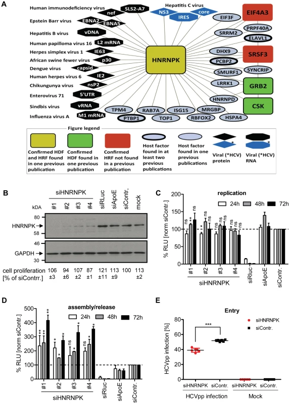 HNRNPK restricts HCV assembly/release but does not affect viral RNA replication.