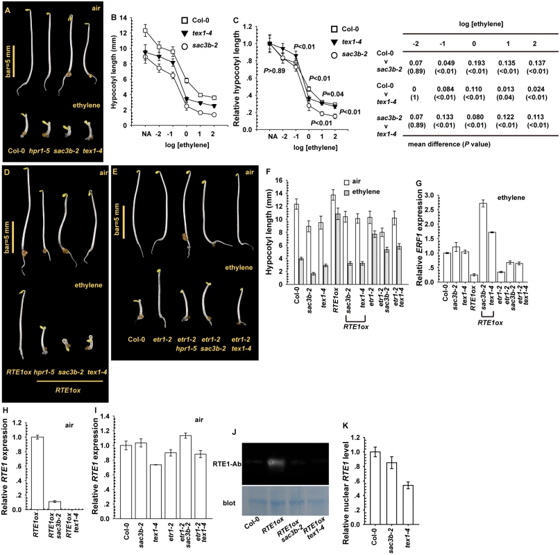 Effect of <i>sac3b-2</i> and <i>tex1–4</i> alleles on <i>RTE1</i> expression.