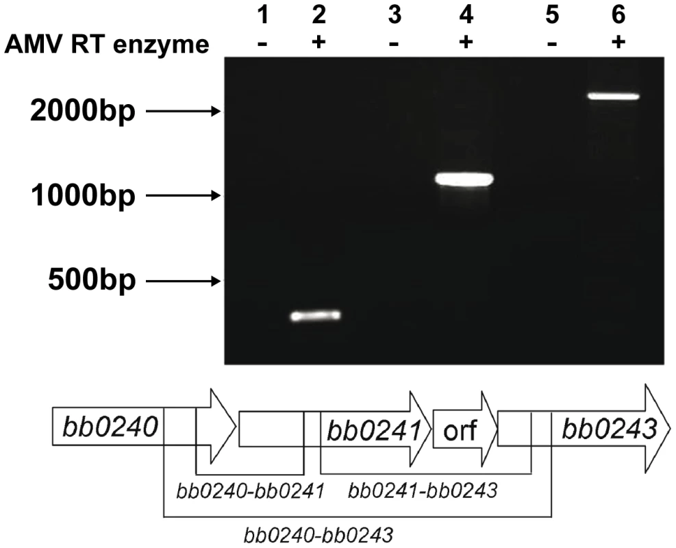 The <i>B. burgdorferi glp</i> region constitutes an operon.