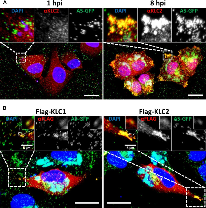 KLC1 and KLC2 associate with peripheral virions.