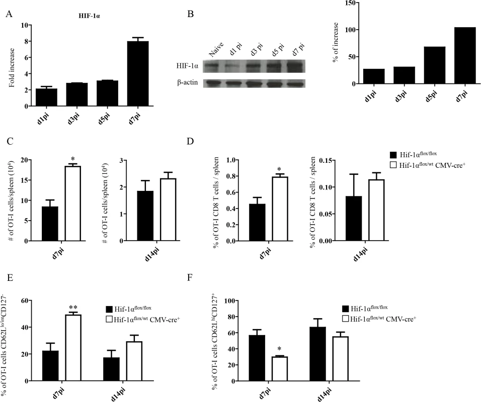 Upregulation of HIF-1α in the spleen restricts CD8<sup>+</sup> T cell expansion.