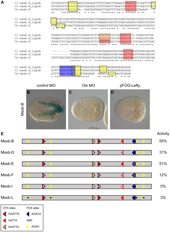 Otx, Fox and Smad putative binding sites control msxb-B enhancer activity.