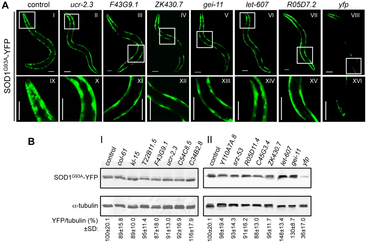 PolyQ aggregation modifiers tested in the mutant SOD1<sup>G93A</sup> model.