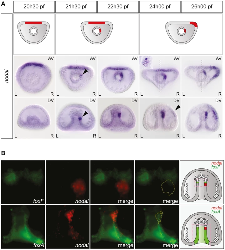 Left-right asymmetric expression of <i>nodal</i> is initiated in a discrete endodermal territory.