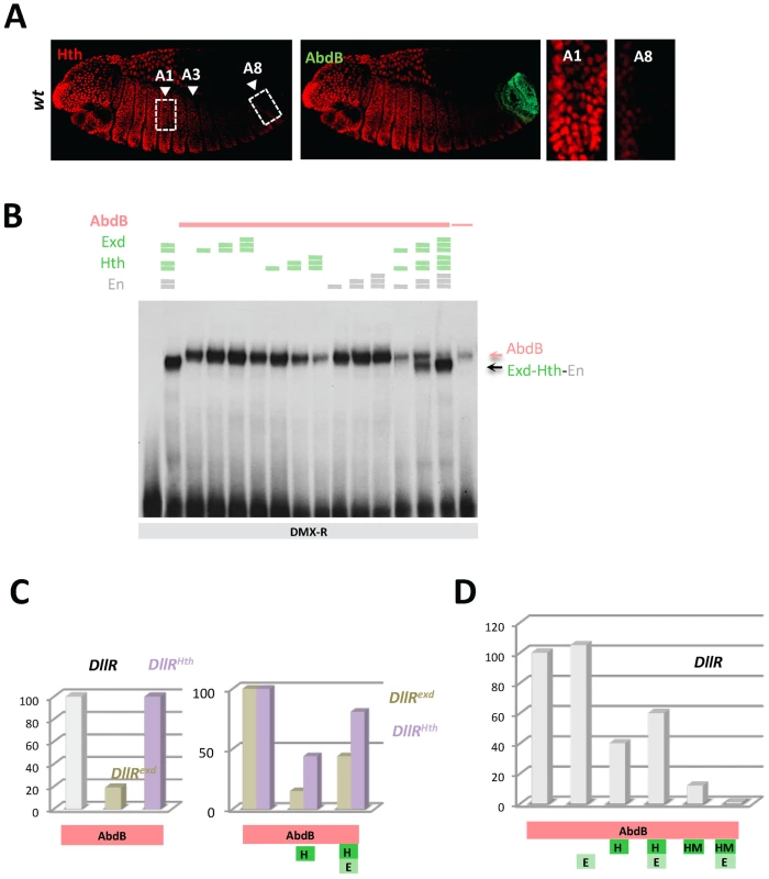 Dispensability of Exd/Hth cofactors for AbdB-mediated DMX posterior repression in posterior segments.