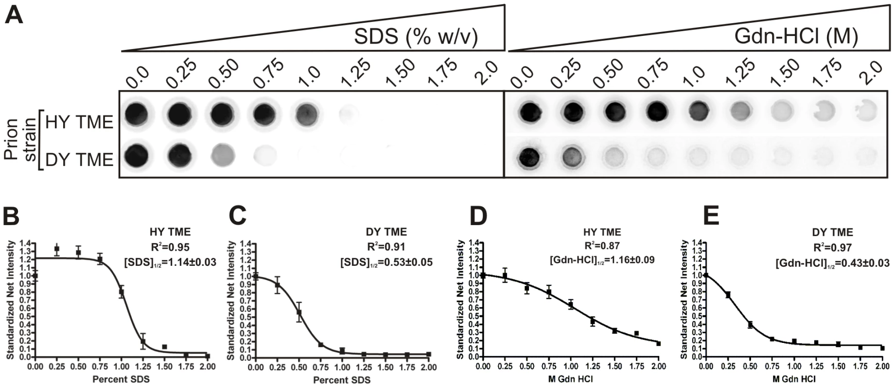 HY PrP<sup>Sc</sup> is more conformationally stable than DY PrP<sup>Sc</sup> in either Gdn-HCL or SDS.