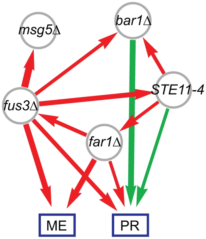 Combined genetic influence network for mating efficiency (ME) and pheromone response (PR) mapping positive (green) and negative (red) influences between mutations and on the phenotypes.