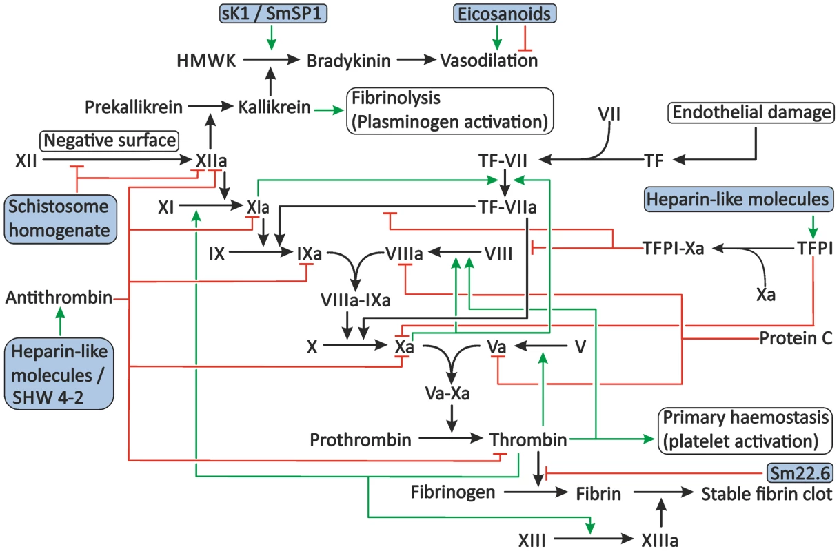 Proposed modulation of secondary haemostasis and vascular tone by schistosomes.