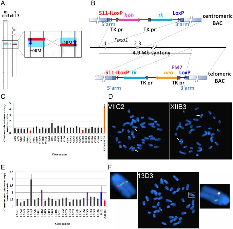 Strategy to invert a 4.9Mb region on mouse chromosome 3-containing <i>Foxo1</i>.