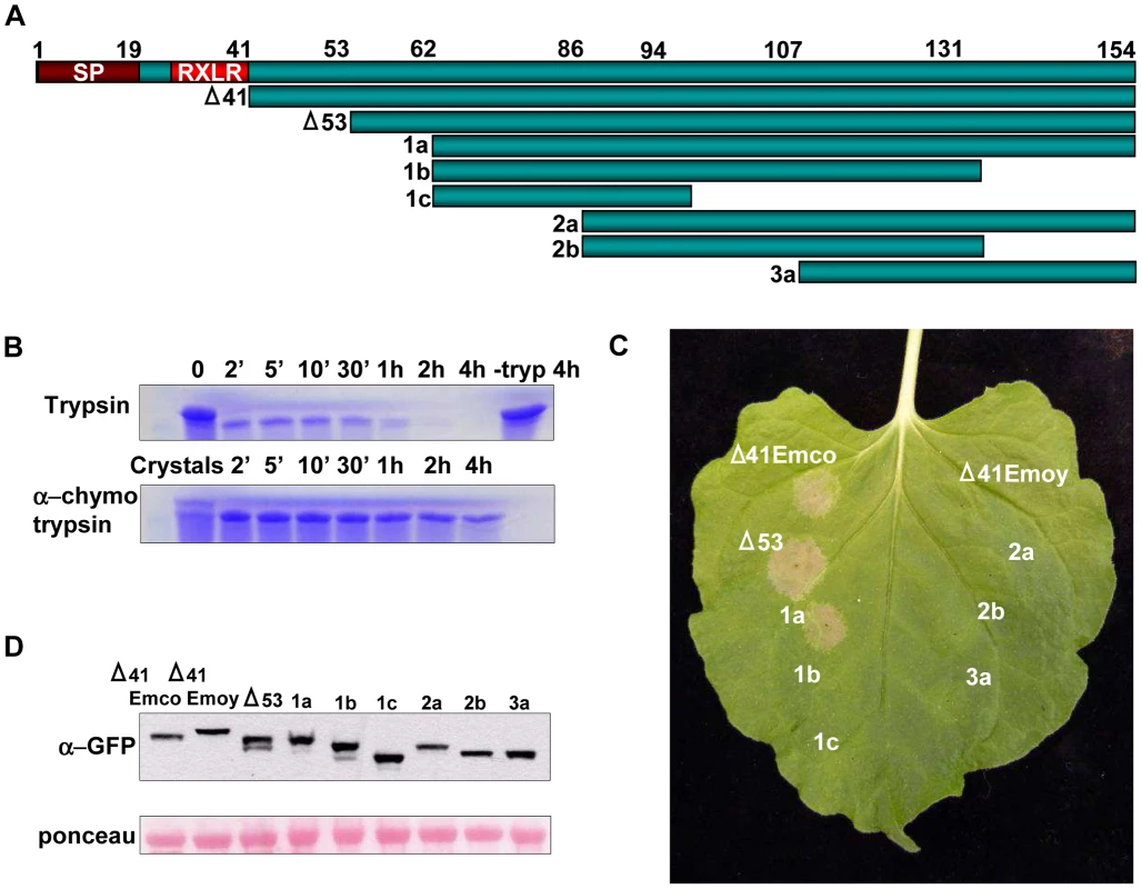 Determining Active Truncations of ATR13 Emco5. A.