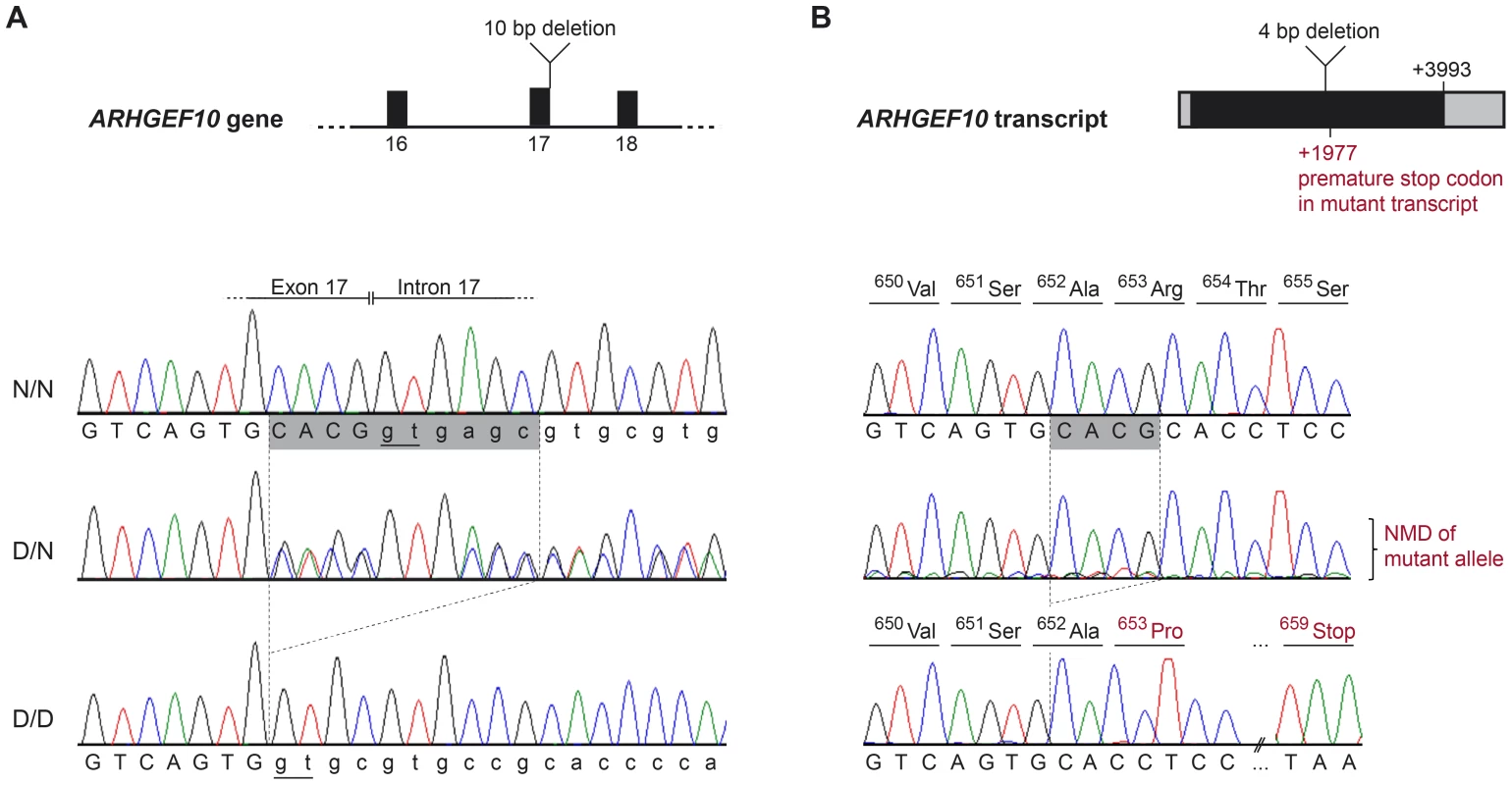 <i>ARHGEF10</i> mutation analysis.