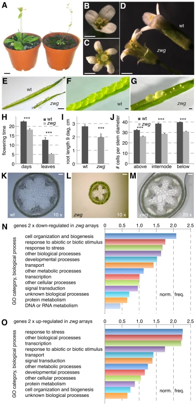 Phenotypic analysis of the <i>zwg</i> mutant.