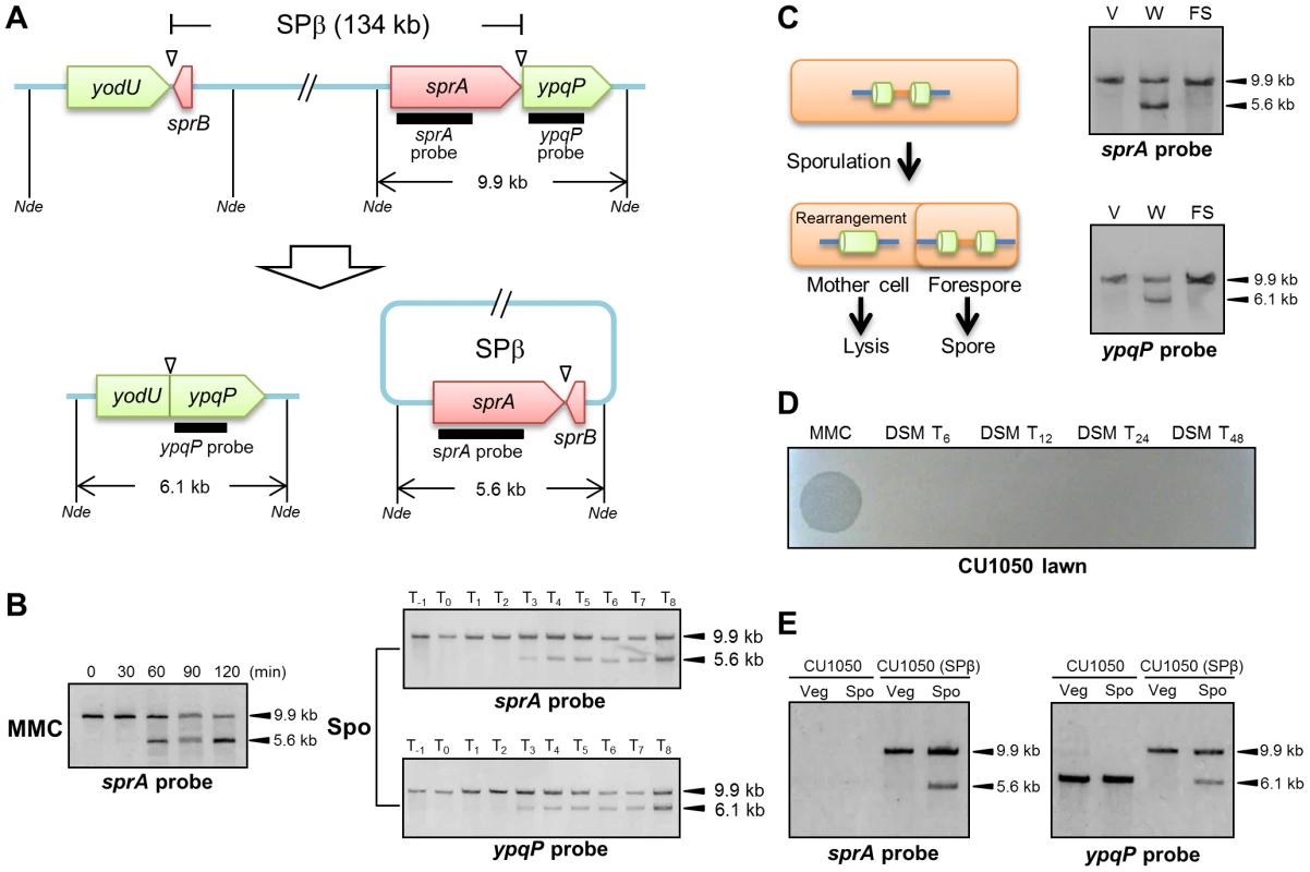 DNA rearrangement at the <i>spsM</i> locus.