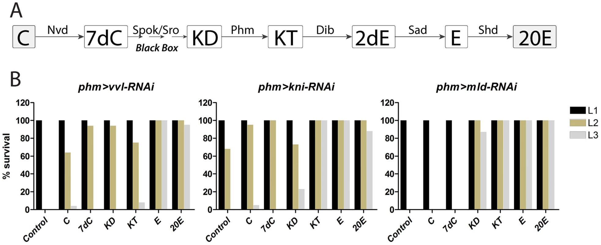 Ecdysone and 20E efficiently rescue loss of <i>vvl</i> and <i>kni</i> in the PG.