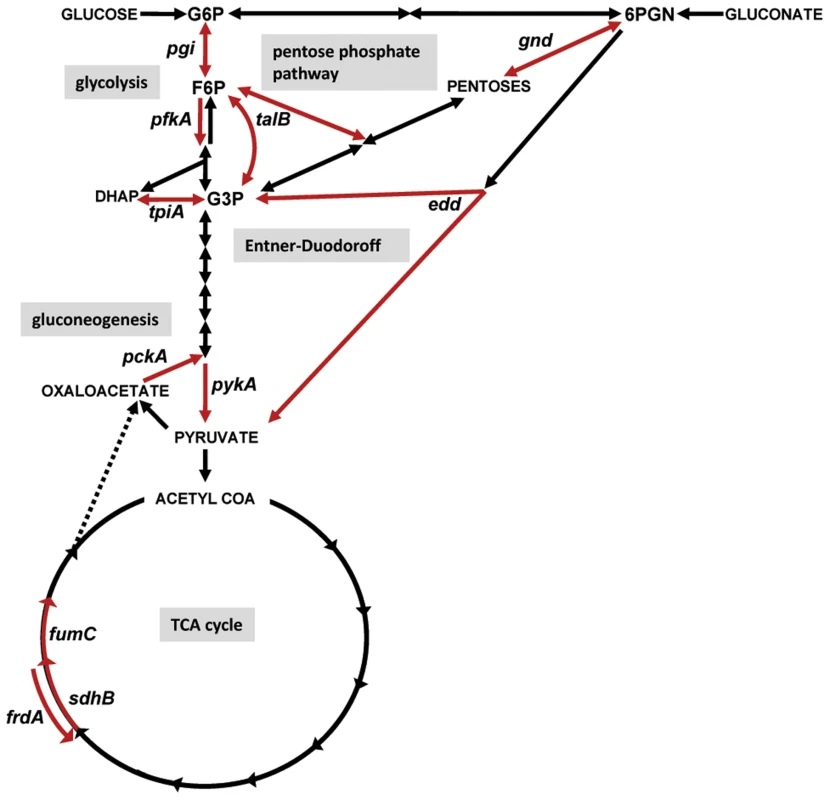 Diagram of central metabolism and map of the specific pathways disrupted by targeted mutations in uropathogenic <i>E. coli</i> and <i>P. mirabilis</i>.