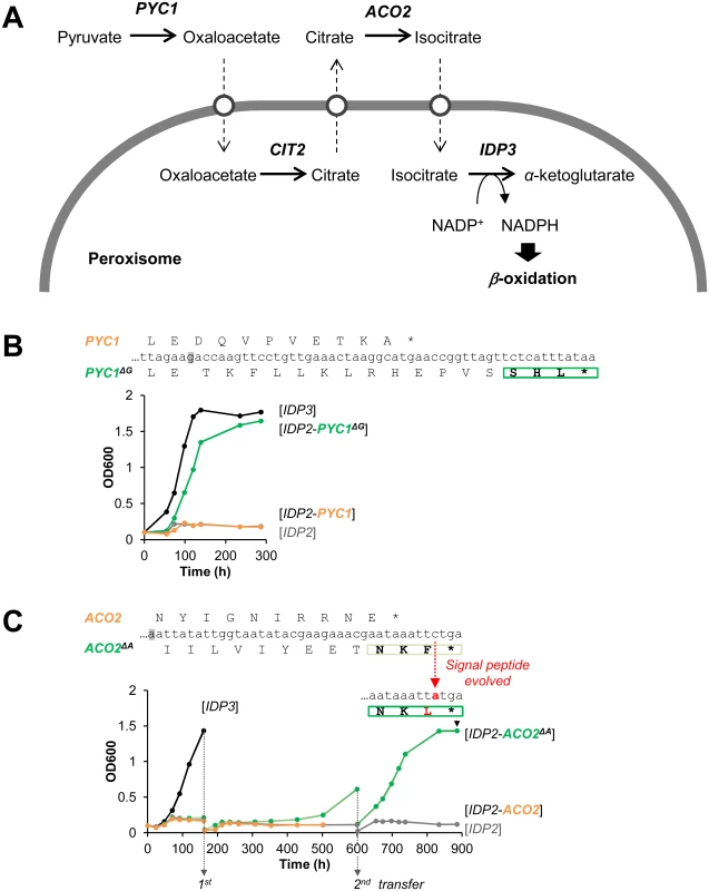 The potential peroxisomal localization of a pathway supplying NADPH for <i>β</i>-oxidation.