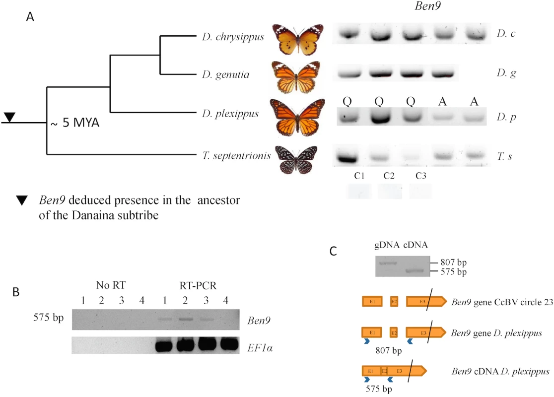 Analysis of BEN 9 encoding insertions in the <i>Danaina</i> subtribe.