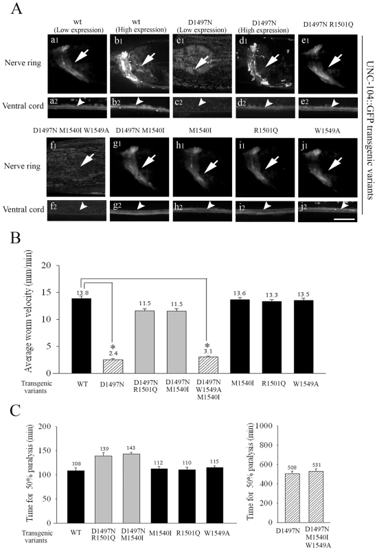 Localization and behavioural rescue of UNC-104::GFP transgenes with different PH domain mutations.