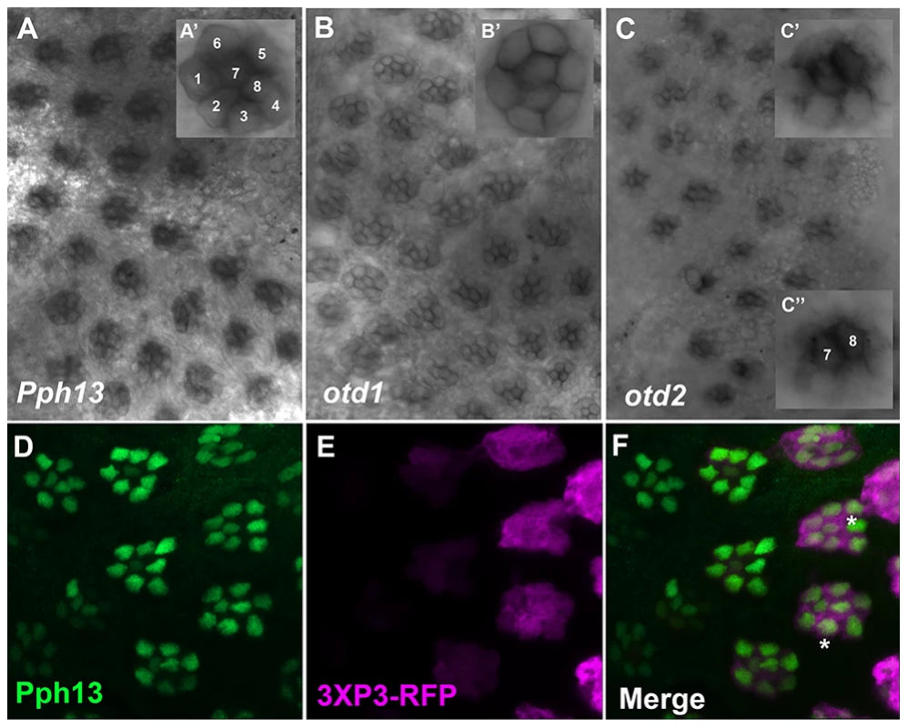 Spatial expression patterns of <i>Pph13</i>, <i>otd1</i> and <i>otd2</i> in the developing adult <i>Tribolium</i> visual system.