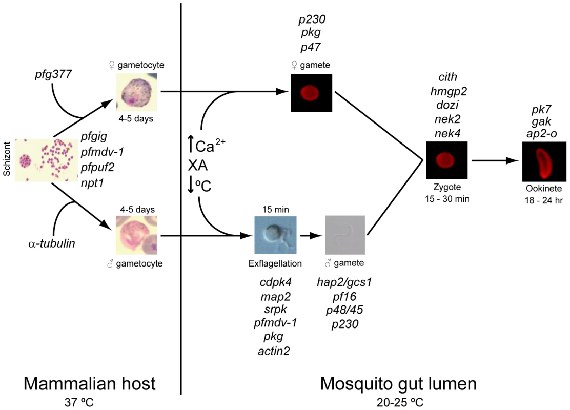 Regulators of gametocytogenesis and the sexual stage of the life cycle.