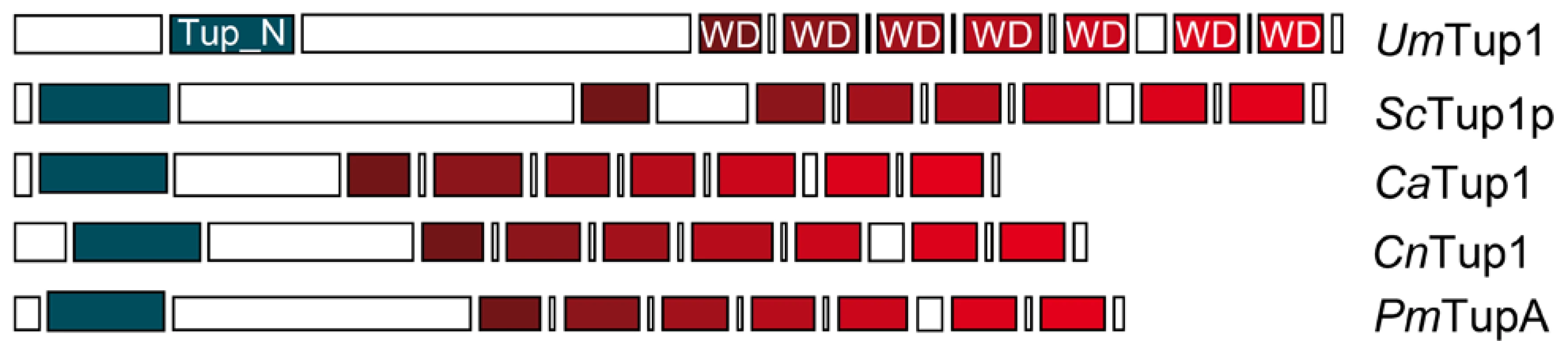 Comparison of conserved protein domains between different members of the Tup1 family of transcriptional repressors.