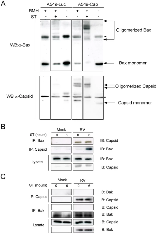 Capsid protein forms complexes with Bax.